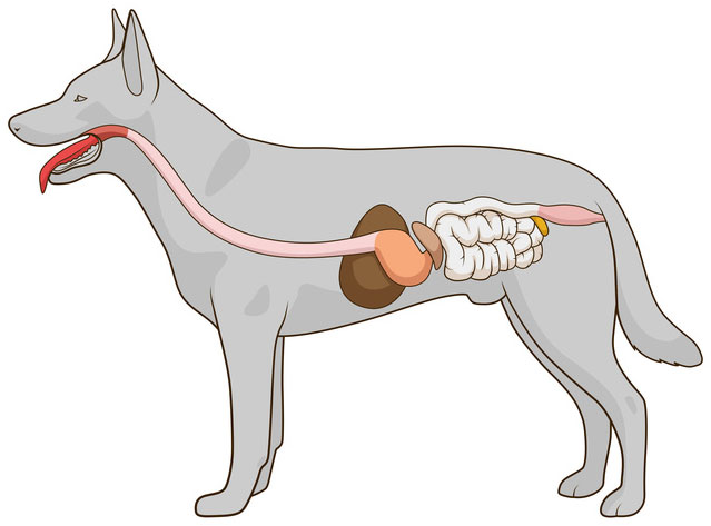 Durchfall bei Hunden erklärt